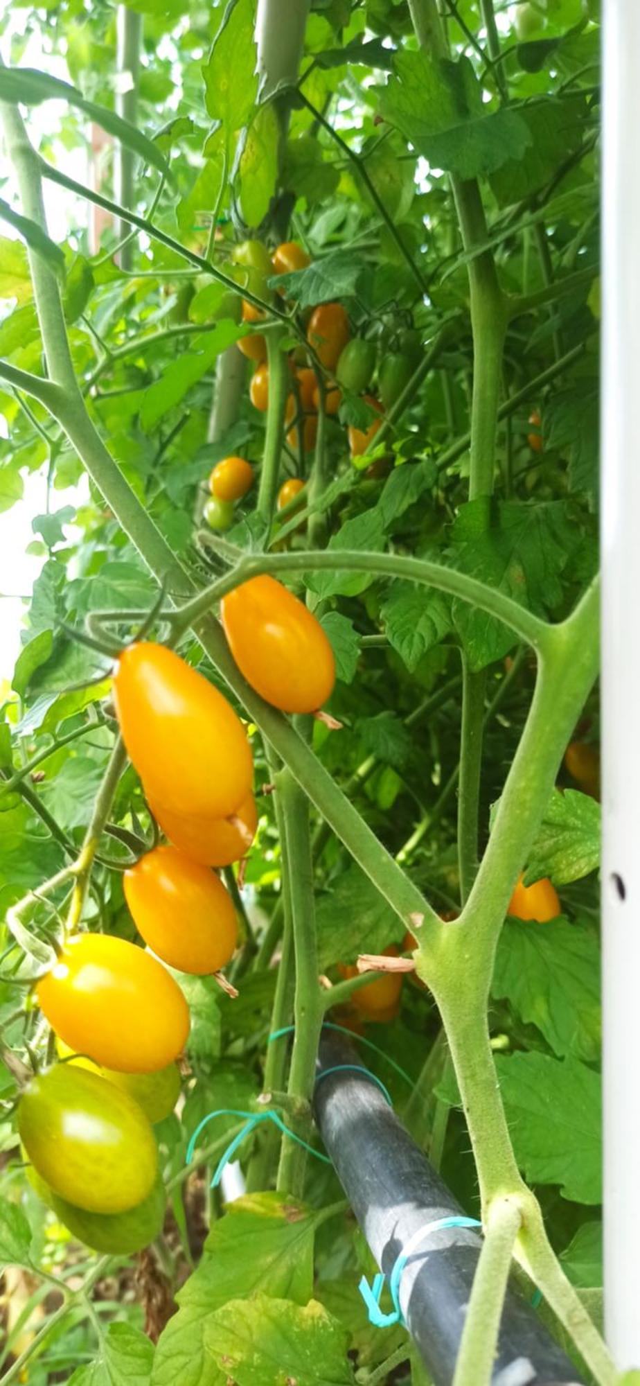 Dei Fiori Alojamento de Acomodação e Pequeno-almoço