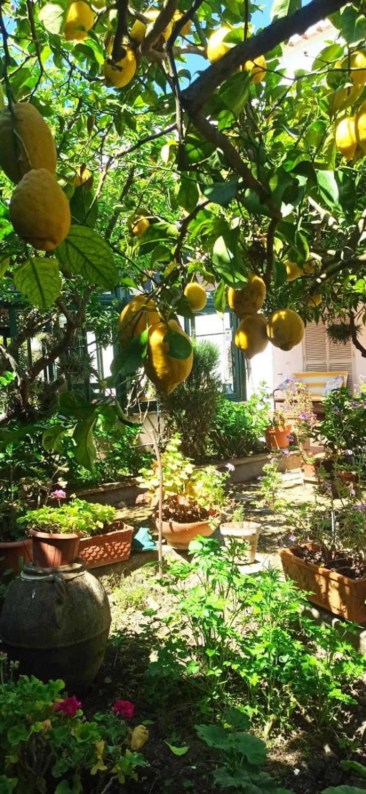 Dei Fiori Bed & Breakfast Capri