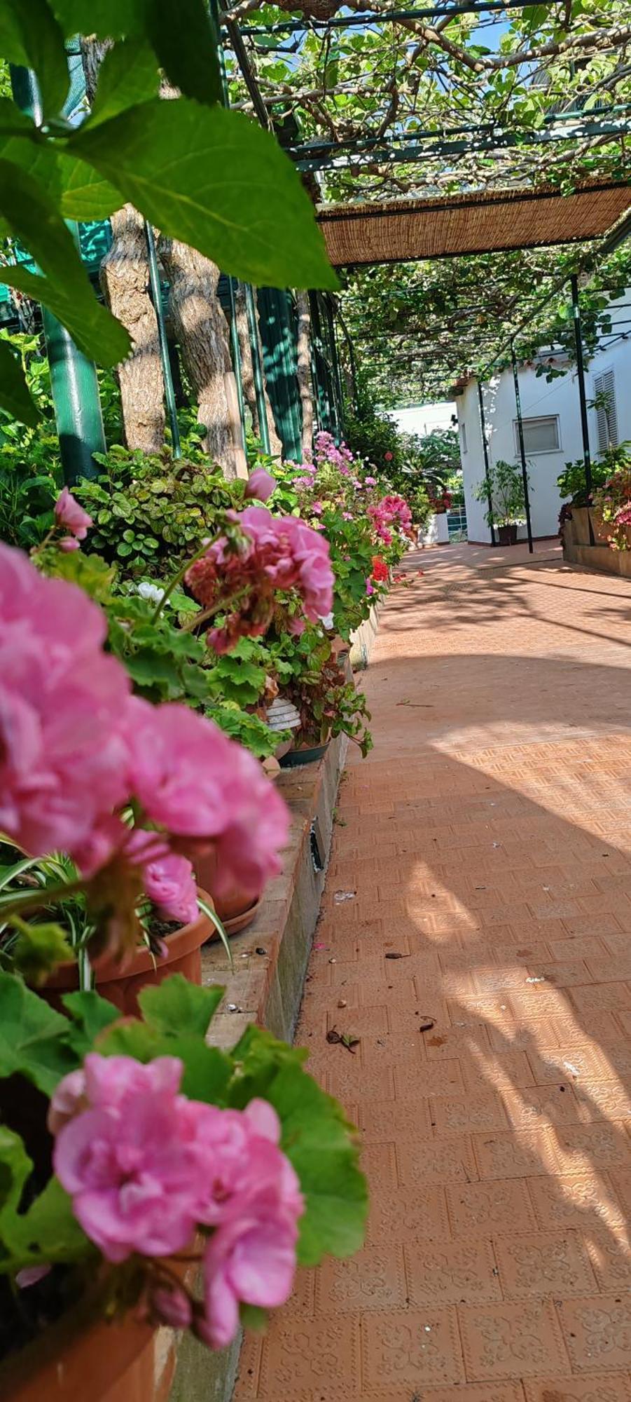 Dei Fiori